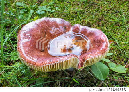 A mushroom stands amidst lush greenery, its cap holding a pool of rainwater that mirrors the forest canopy. The gills are visible, adding texture to the scene. Nature's art. A mushroom stands amidst lush greenery, its cap holding a pool of rainwater that mirrors the forest canopy. The gills are visible, adding texture to the scene. Nature's art. 136849218