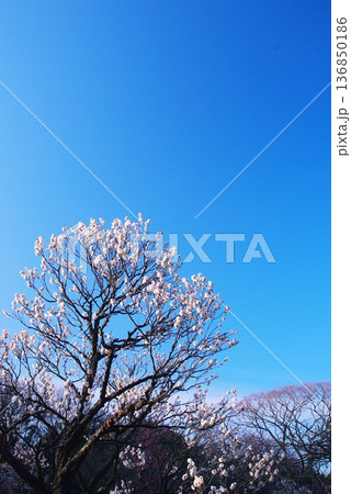 荒山公園の梅林 荒山公園の梅林 136850186