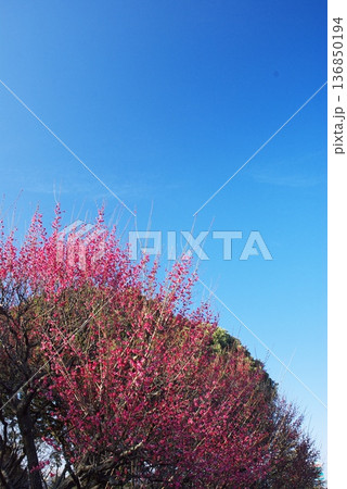 荒山公園の梅林 136850194