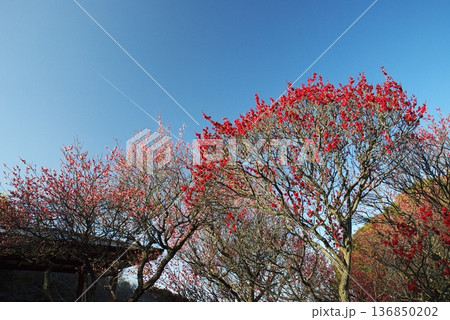 荒山公園の梅林 荒山公園の梅林 136850202