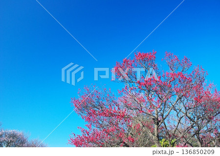 荒山公園の梅林 荒山公園の梅林 136850209