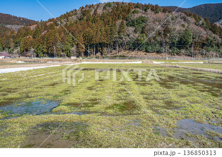浅春のマキノ町の田園風景　滋賀県高島市 136850313