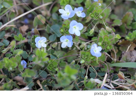 冬の道端に咲く水色のオオイヌノフグリの小さな花 冬の道端に咲く水色のオオイヌノフグリの小さな花 136850364