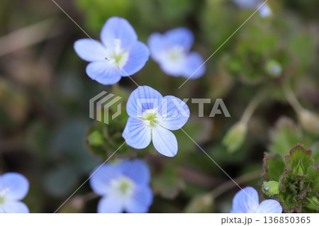 冬の道端に咲く水色のオオイヌノフグリの小さな花 136850365