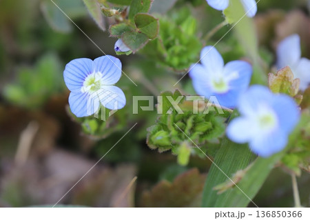 冬の道端に咲く水色のオオイヌノフグリの小さな花 136850366