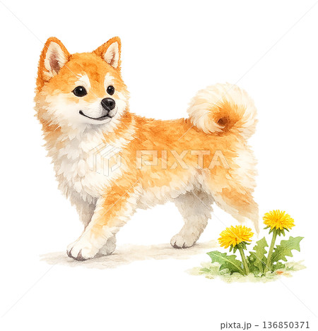 柴犬の水彩イラスト｜たんぽぽと春の犬素材 136850371