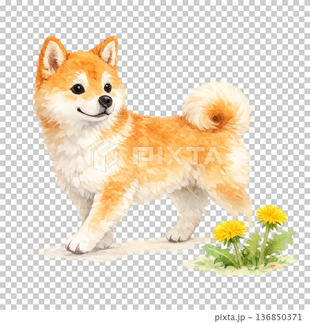 柴犬の水彩イラスト｜たんぽぽと春の犬素材 136850371