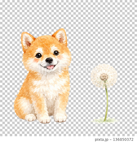 柴犬與蒲公英絨毛的水彩插畫 | 柔和的春日元素 136850372