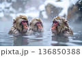 温泉に入る猿 136850388