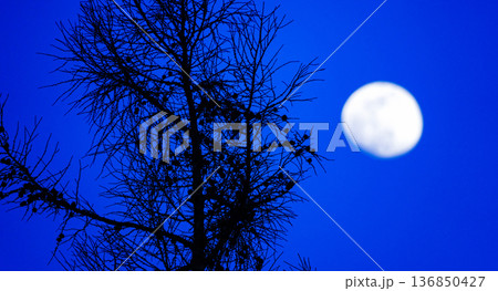夜の空に浮かぶ月の風景 136850427