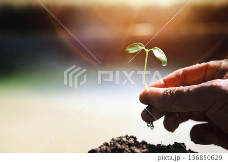A farmer's hands planting seedlings in spring, Earth Day life and nature conservation concept. 136850629