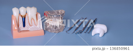 Dental implant and prosthetic tooth models with dental instruments on blue background, dentistry education concept with copy space Dental implant and prosthetic tooth models with dental instruments on blue background, dentistry education concept with copy space 136850961