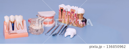 Dental implant and tooth anatomy models with dental instruments on blue background, panoramic dentistry education concept Dental implant and tooth anatomy models with dental instruments on blue background, panoramic dentistry education concept 136850962