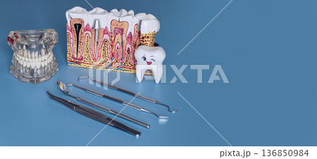Dental Education Set with Tooth Anatomy Model, Jaw Demonstration, Dental Instruments and Cartoon Tooth Figure on Blue Background 136850984