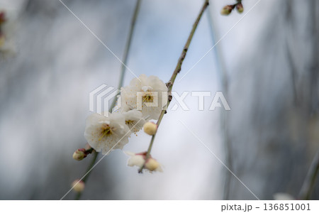 四季を感じる春の花 梅の花 四季を感じる春の花 梅の花 136851001