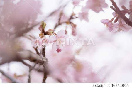 四季を感じる春の花　河津桜の花 136851004