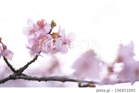 四季を感じる春の花　河津桜の花 136851005
