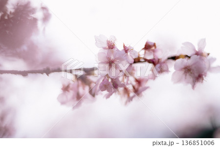 四季を感じる春の花　河津桜の花 136851006