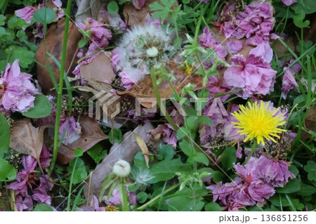 タンポポと散った桜 136851256