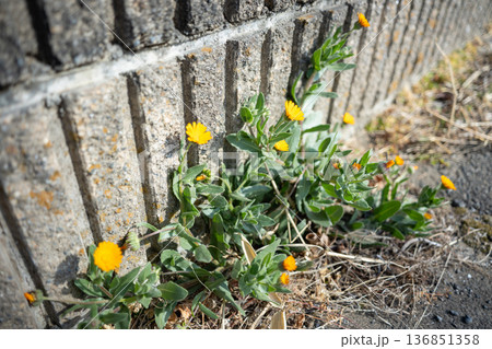 石垣に咲く花 136851358