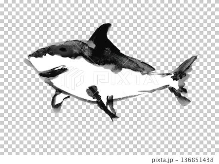 サメの筆書きイラスト素材 136851438