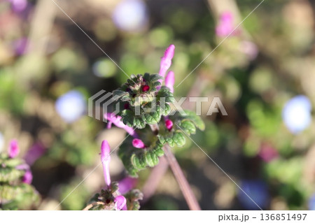 冬の道端に咲くピンク色のホトケノザの花 冬の道端に咲くピンク色のホトケノザの花 136851497