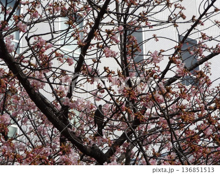 駅前の河津桜が咲き進む 136851513