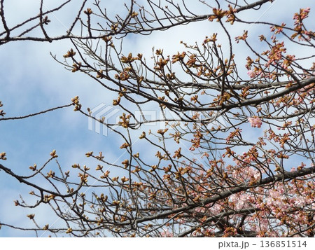 駅前の河津桜が咲き進む。蕾が多い枝。 136851514