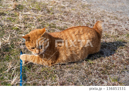 おもちゃを掴む茶トラの猫 おもちゃを掴む茶トラの猫 136851531