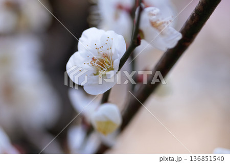 白梅は咲いた白い花を引き立てるかのように枝や木は暗い 白梅は咲いた白い花を引き立てるかのように枝や木は暗い 136851540