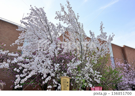 造幣局桜の通り抜け“舞姫” 造幣局桜の通り抜け“舞姫” 136851700