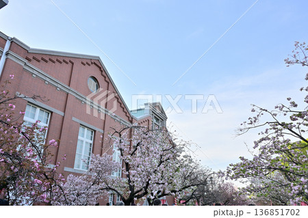 大阪造幣局 桜の通り抜け風景 大阪造幣局 桜の通り抜け風景 136851702