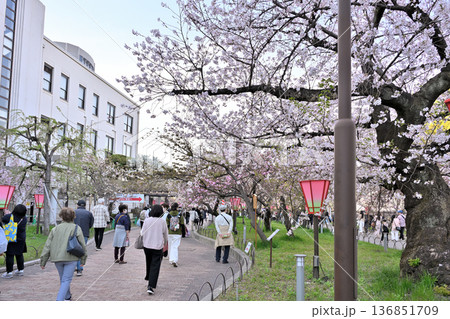 大阪造幣局 桜の通り抜け風景 136851709