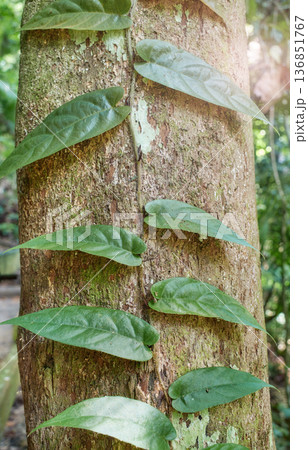 Plant climbing up a tree trunk in the rainforest of Borneo, Malaysia. 136851767