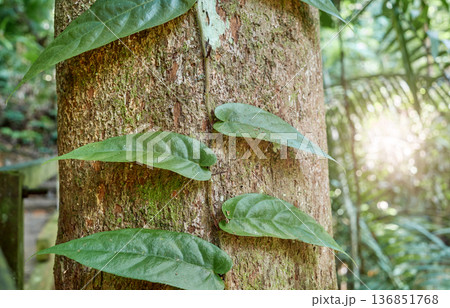Plant climbing up a tree trunk in the rainforest of Borneo, Malaysia. 136851768