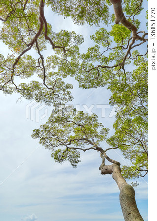 Looking up at the trees in the rainforest of Borneo, natural background, Malaysia. Looking up at the trees in the rainforest of Borneo, natural background, Malaysia. 136851770