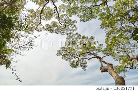 Looking up at the trees in the rainforest of Borneo, natural background, Malaysia. Looking up at the trees in the rainforest of Borneo, natural background, Malaysia. 136851771