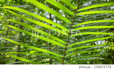 Tropical plant in the rainforest of Borneo, selective focus, natural background, Malaysia. 136851779