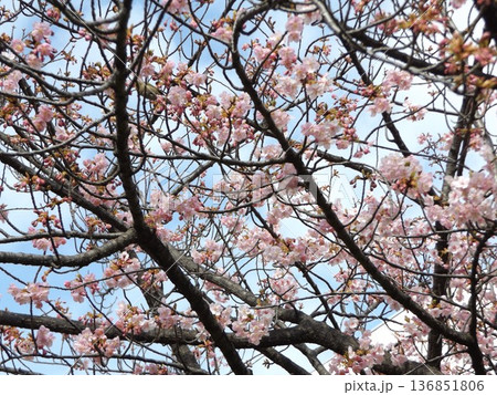 駅前の河津桜が咲き進む 駅前の河津桜が咲き進む 136851806