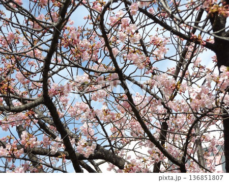 駅前の河津桜が咲き進む 136851807