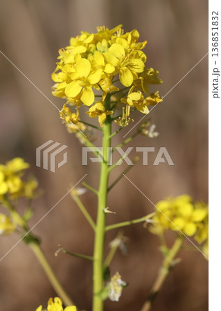 冬の野原に咲く黄色い菜の花 136851832