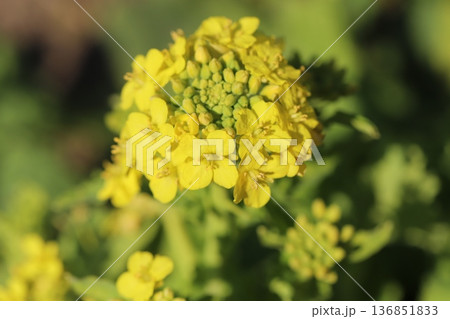 冬の野原に咲く黄色い菜の花 冬の野原に咲く黄色い菜の花 136851833