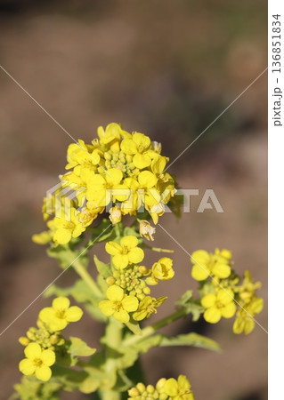 冬の野原に咲く黄色い菜の花 136851834