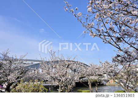 大川べりの桜と銀橋 136851903