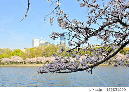 大川べりの桜と大阪ビジネスパーク 大川べりの桜と大阪ビジネスパーク 136851909
