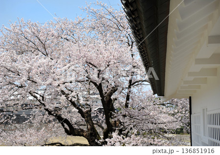 金沢城 春の青空に映える満開の桜 金沢城 春の青空に映える満開の桜 136851916