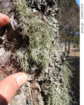 朽木に自生した「ハナゴケ」 136851918