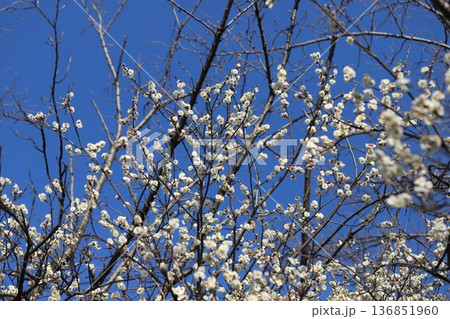 冬の公園に咲く早咲きの白い梅の花 136851960