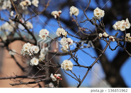 冬の公園に咲く早咲きの白い梅の花 冬の公園に咲く早咲きの白い梅の花 136851962