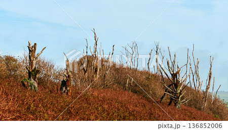 Dried reddish bracken and bare brown bushes cover a steep hillside under a clear blue sky. 136852006